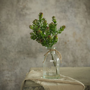 12" October Daphne Succulent in Vase