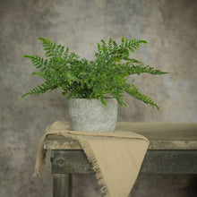 12.75" Mini Fern in Stone Pot