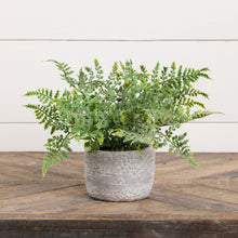 12.75" Mini Fern in Stone Pot