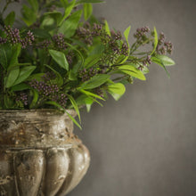 27" Mountain Laurel with Purple Berries