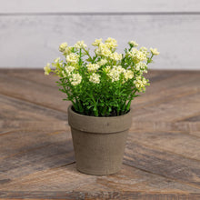 6" White Mini Star Flowers in Pot