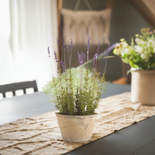 French Lavender Plant - 12.5 inches