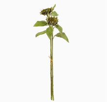 Seeded Sunflower Stems | 36"