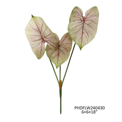 Caladium Light Blush