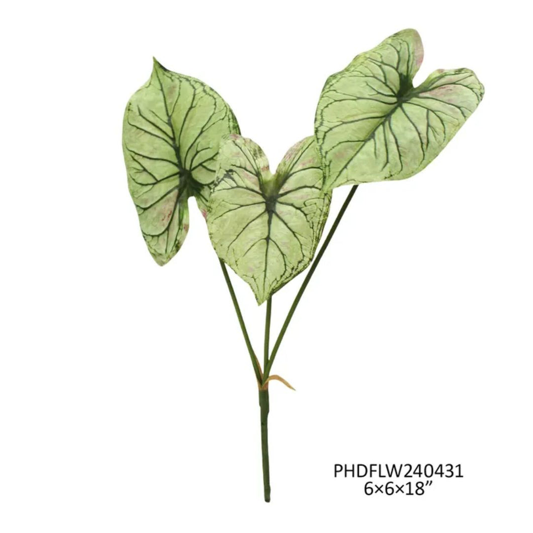 Caladium Light Green