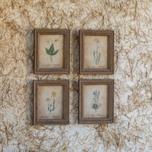 Framed Aged Floral Prints - Assorted Set of 4