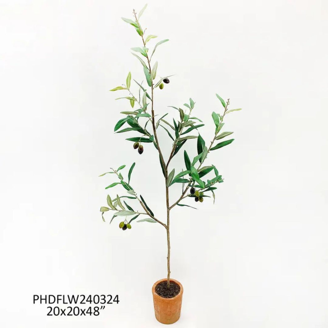 Ingresso Potted Olive Tree