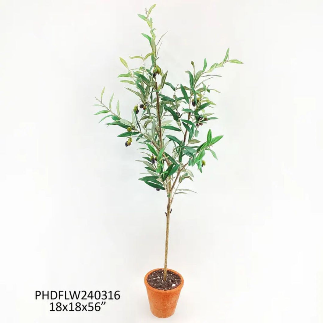 Piazza Potted Olive Tree