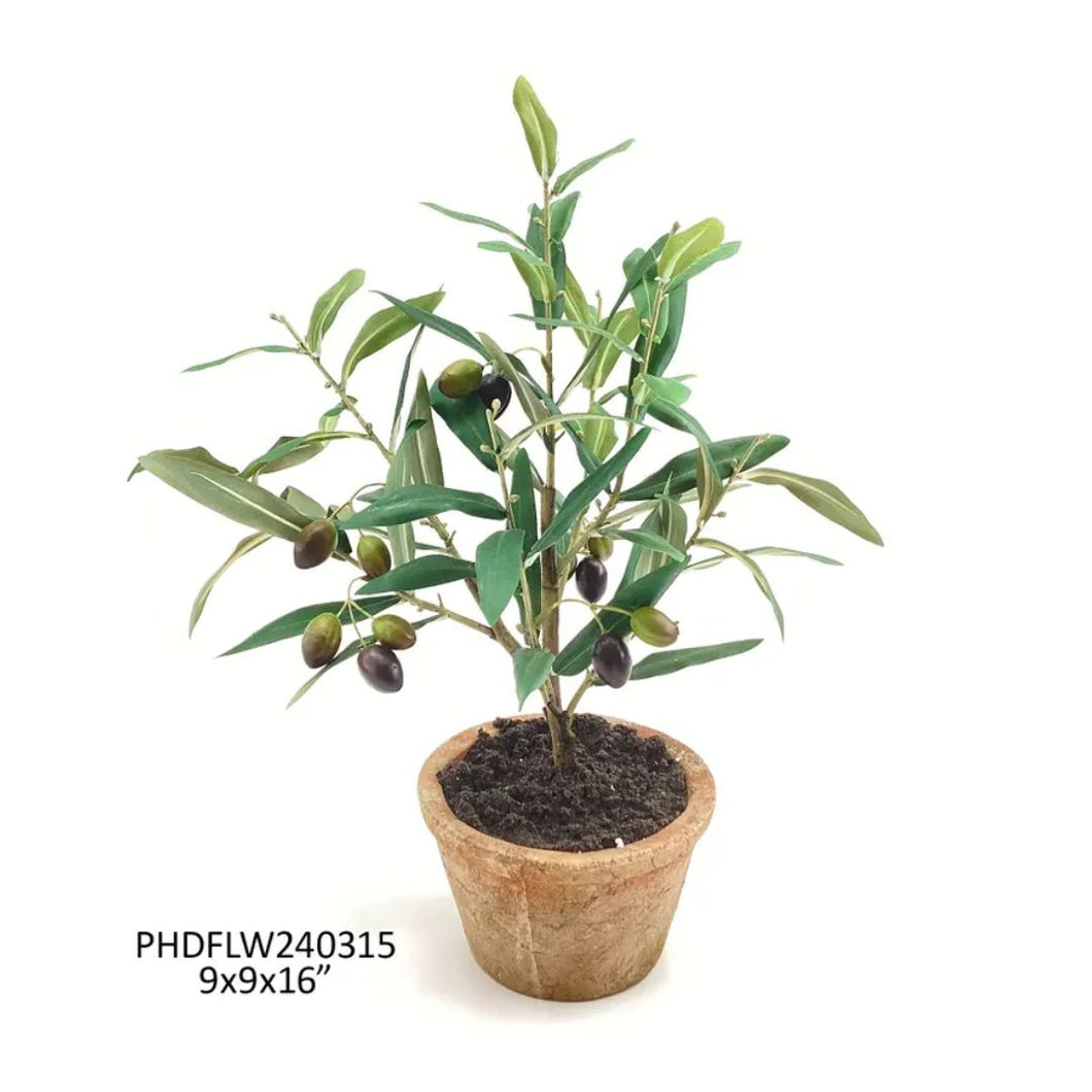 Piccolino Potted Olive Tree