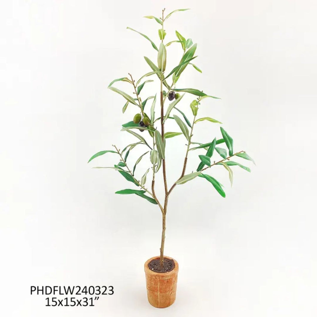 Tavelo Potted Olive Tree