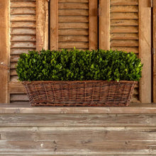 27" Preserved Boxwood Hedge in Basket