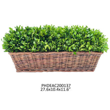 27" Preserved Boxwood Hedge in Basket